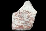 8.3" Polished Crazy Lace Rosetta Stone - Mexico - #129482-1